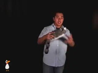 (image for) Jay Noblezada - Roxy Raccoon