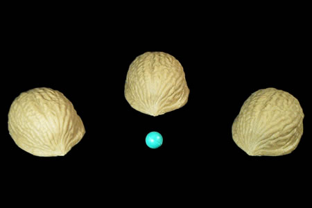 Coquilles de Noix