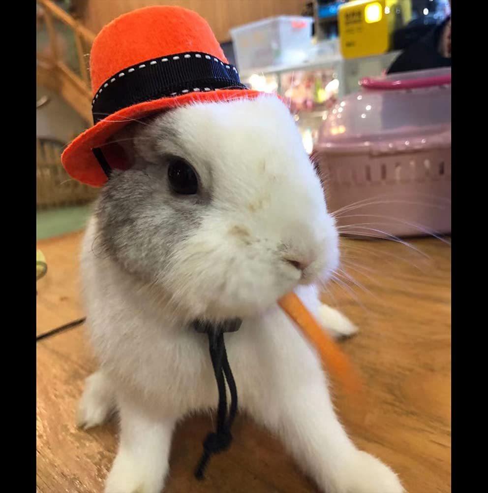(image for) Francis Mcallister - Guinea Pigs
