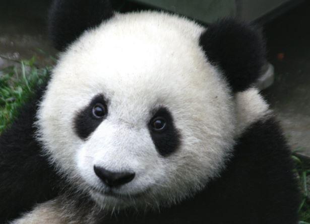 (image for) Creative Artists - Panda Switch Application
